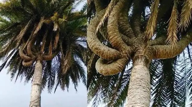 Viral Pohon Kelapa Bercabang Sembilan di Riau sampai 