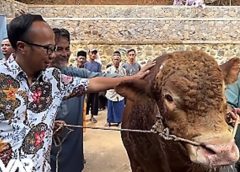 Salurkan Bantuan dari Presiden RI, Wali Kota Tasik Serahkan Sapi Limosin Seberat 916 Kg ke Ponpes Darussalam