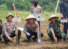 Tunjukan Komitmen Nyata, Polres Tasikmalaya Gelar Aksi Penanaman Jagung Serentak