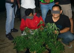 Akal Bulus Dua Warga Rajapolah Tanam Ganja di Sela Pohon Cabai Berhasil Diciduk Polisi