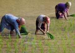 Jelang Musim Tanam, Stok Pupuk Subsidi di Tasikmalaya Aman